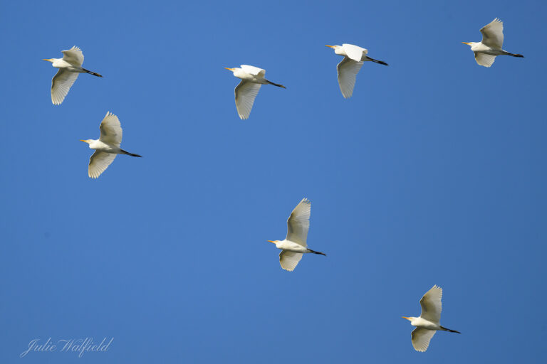 Great egrets flying in formation over The Villages