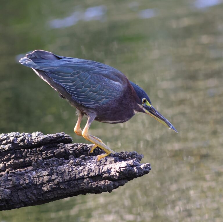 Green heron searching for food at Fenney Nature Trail