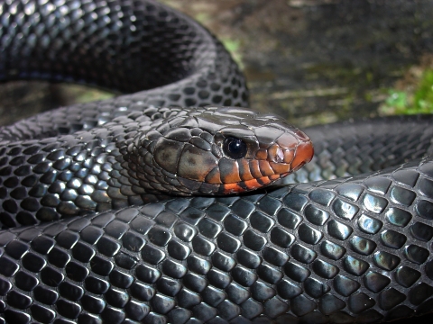 Indigo snake Indigo snake