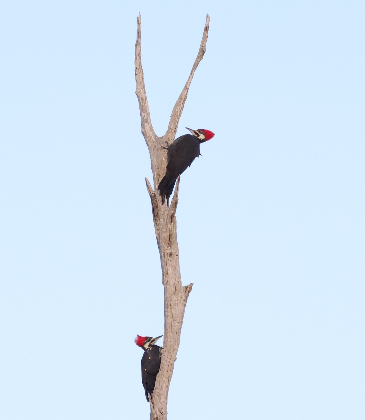 Male and female woodpeckers enjoying morning in the Village of Hammock at Fenney