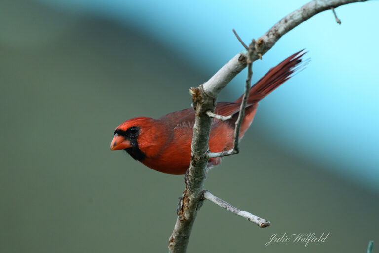 Northern cardinal hunting in the Village of Richmond