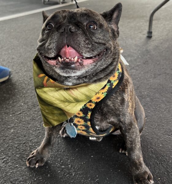 Philipe, a french bulldog, was happy to be at the event. Philipe, a french bulldog, was happy to be at the event.