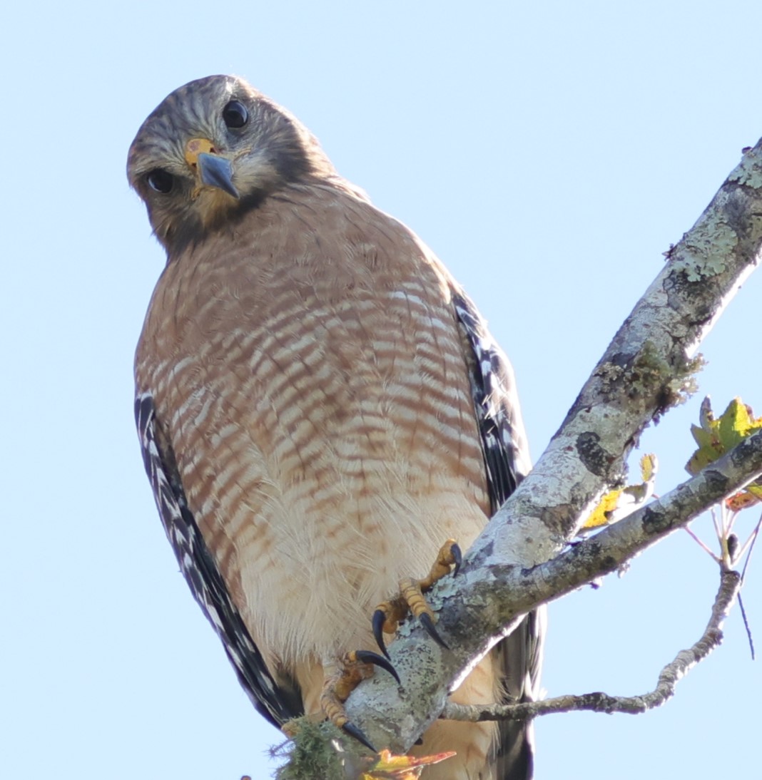 Red-shouldered hawk getting attention behind the Village of Bradford