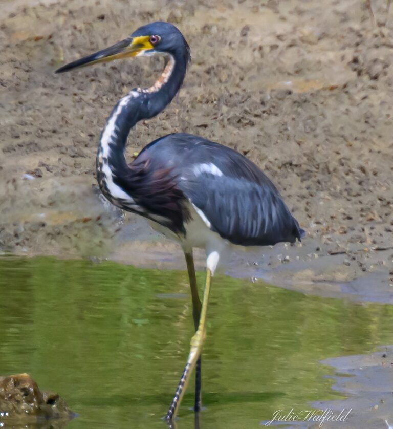 Tricolored heron testing water at Paradise Park in The Villages