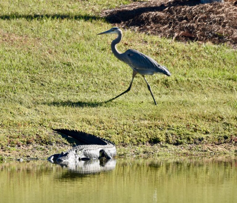 Alligator and great blue heron sharing space in the Village Of Collier
