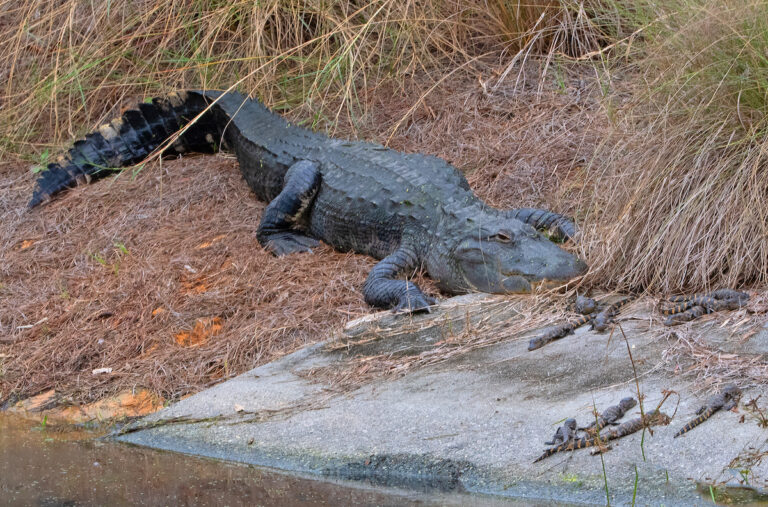 Alligator keeping an eye on her babies in The Villages