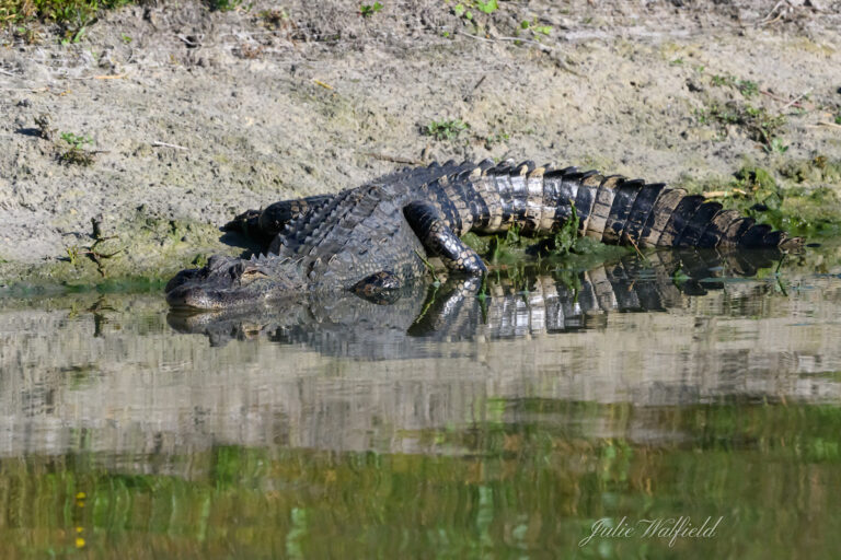 Alligator making himself comfortable in The Villages