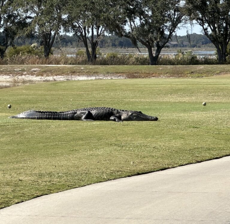Alligator visiting 8th hole at Heron Executive Golf Course