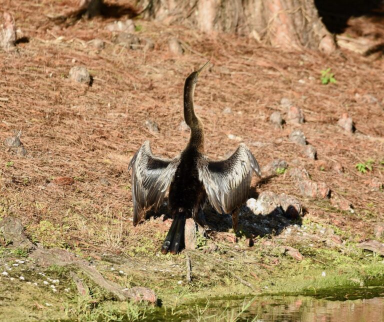 Anhinga drying off wings in The Villages