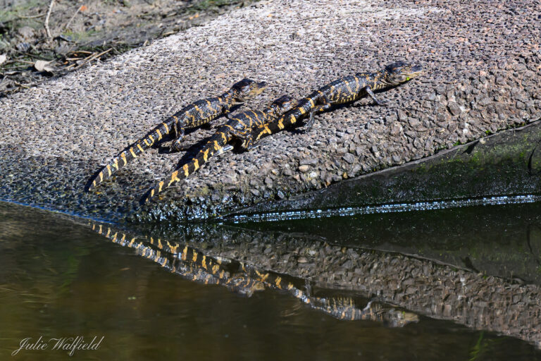 Baby alligators keeping warm in The Villages