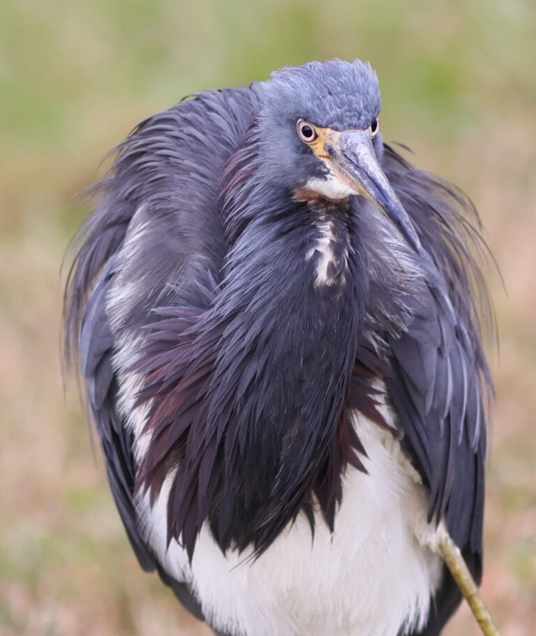 'Fluffy' tricolored heron at Hogeye Pathway