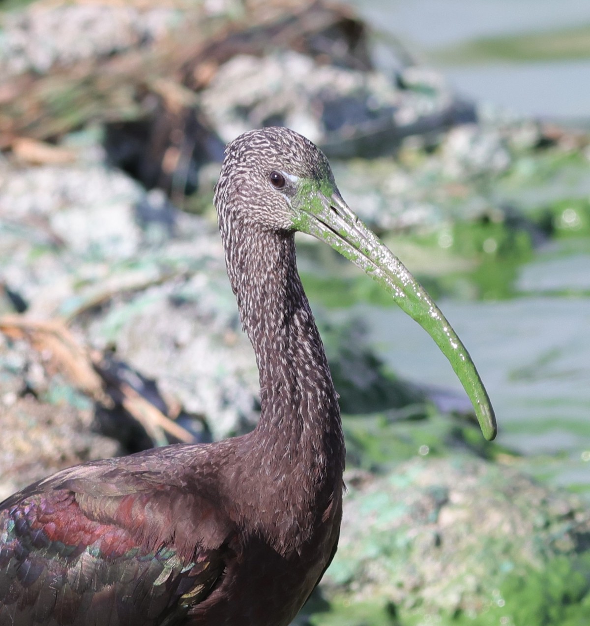 Glossy ibis searching for breakfast at Hogeye Pathway