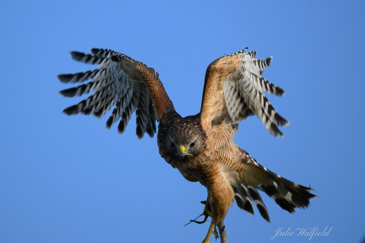 Hungry red-shouldered hawk scouring the Village of Newell