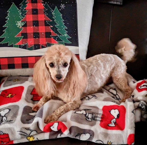 Kiera is ready for the holidays in the Village of Piedmont Kiera is ready for the holidays in the Village of Piedmont