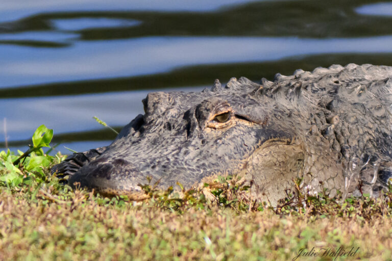 Alligator taking a snooze in The Villages