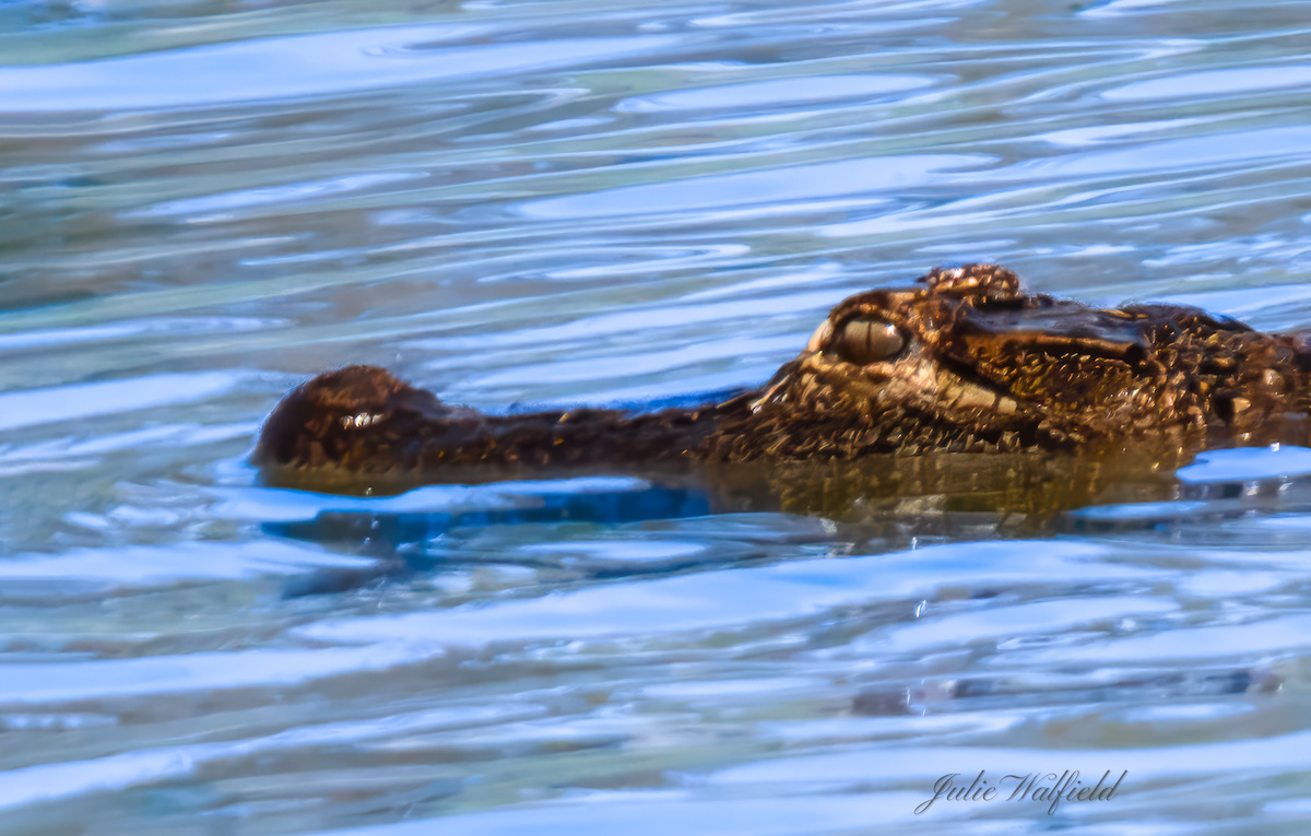 Alligator with glistening eyes in The Villages