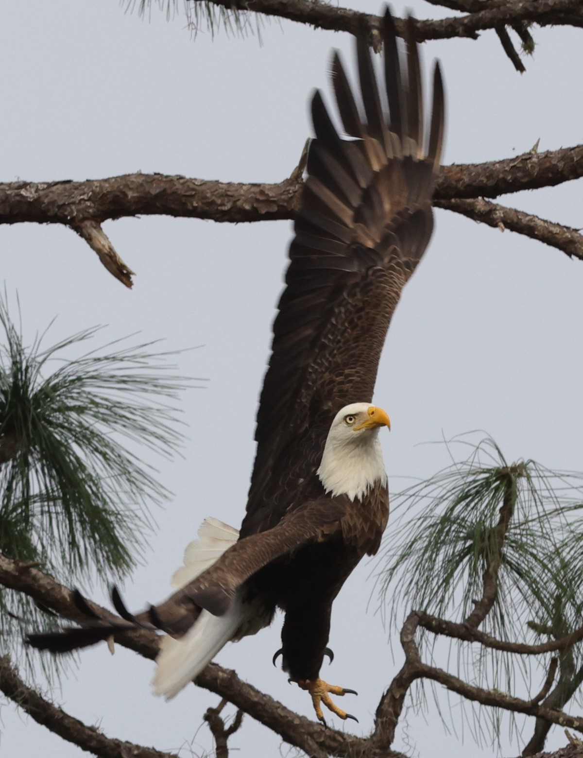 American bald eagle takes flight in the Village of Fenney