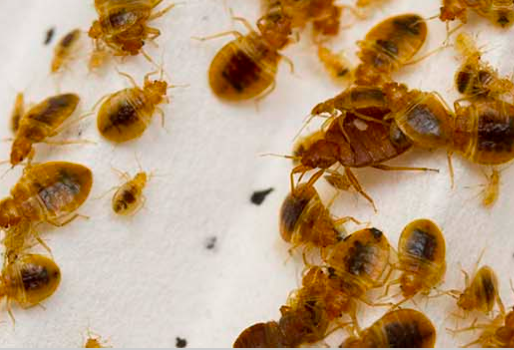 Bedbugs