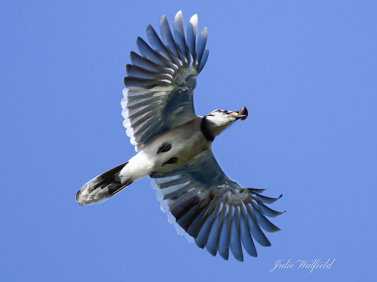 Blue jay snags nuts in the Village of Richmond