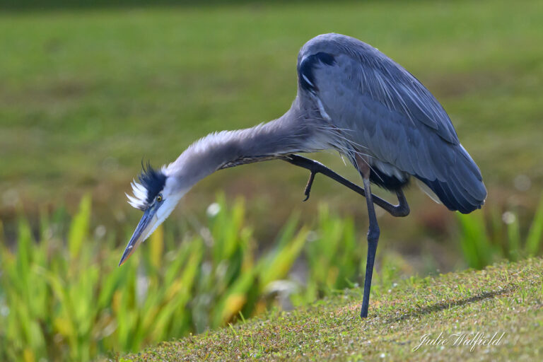 Great blue heron by pond at Ezell Regional Recreation Complex