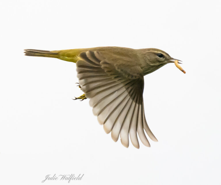 Palm warbler catches bug in the Village of Chitty Chatty