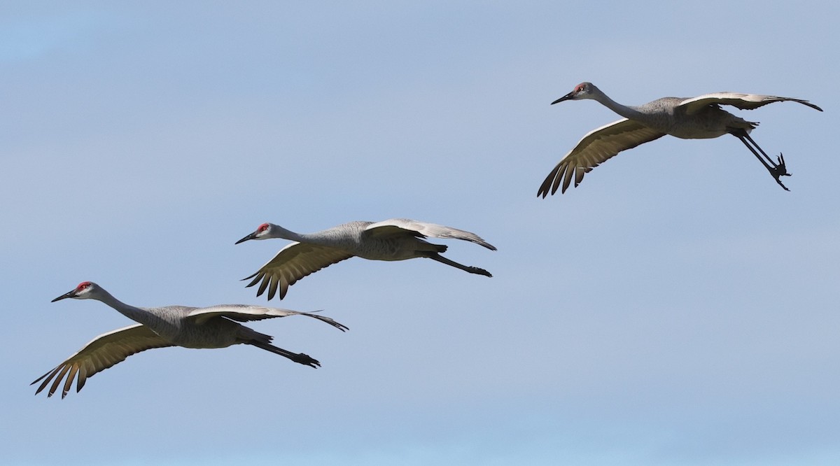 Sandhill crane family attempting landing at Hogeye Pathway
