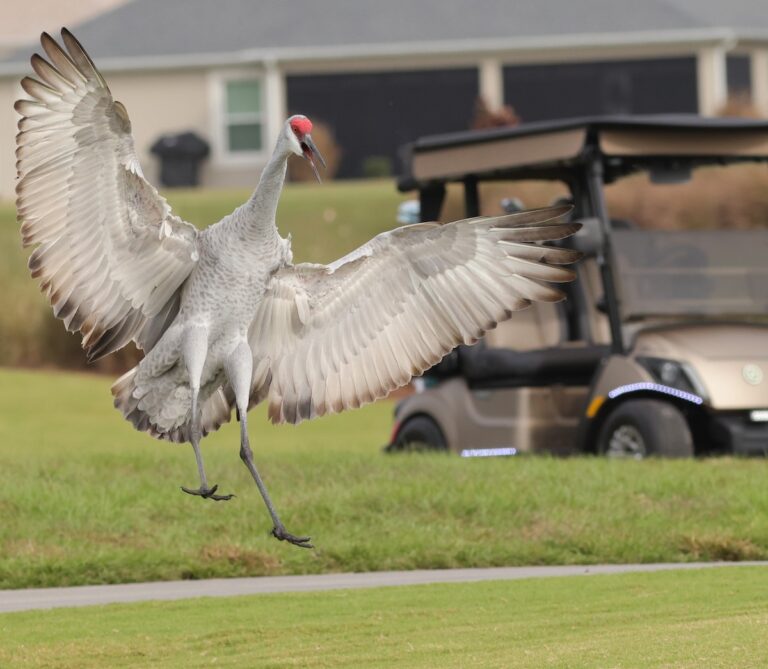 Sandhill crane lands on green at Lowlands Executive Golf Course
