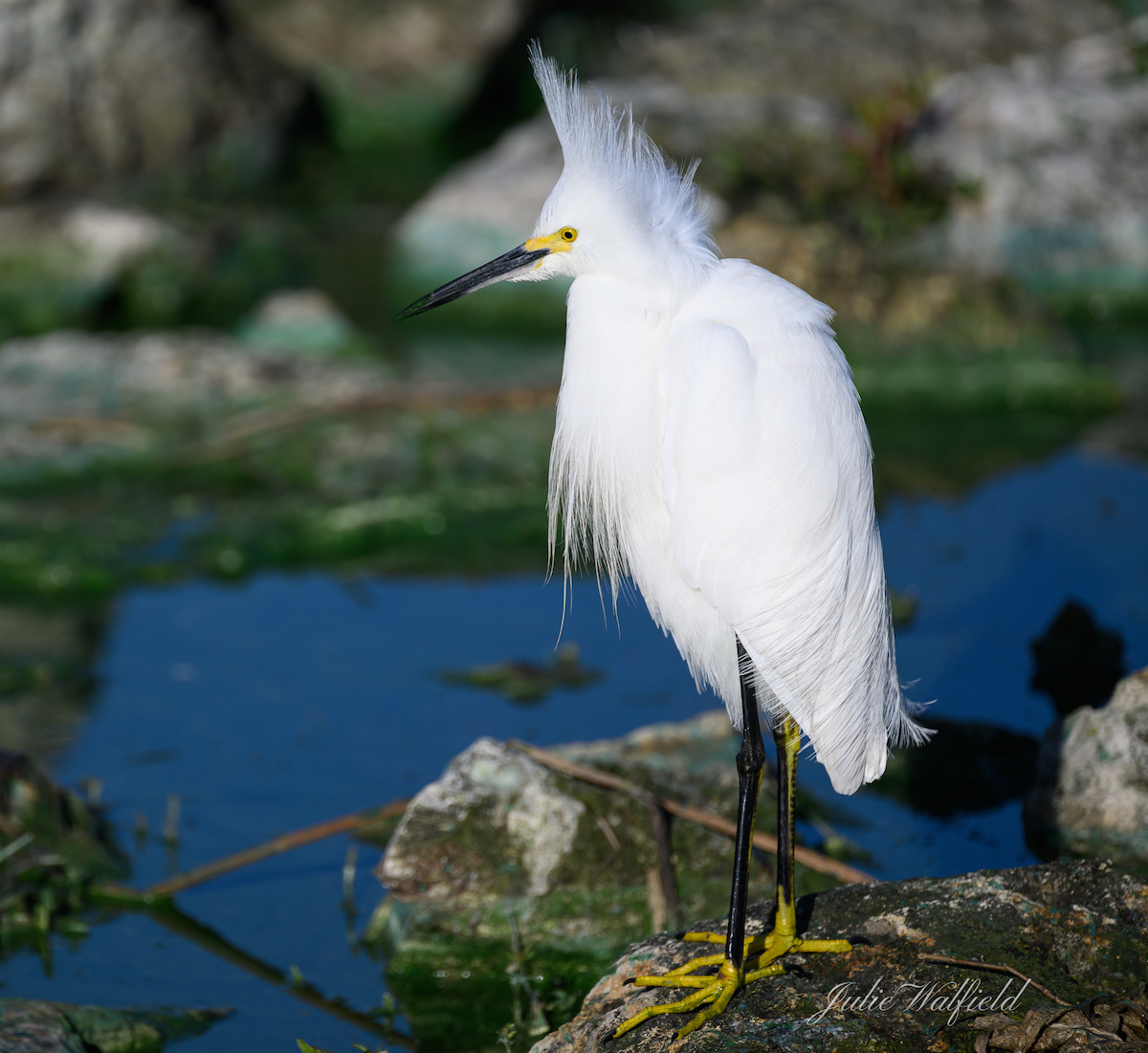 Snowy egret showing off plumage at Hogeye Pathway