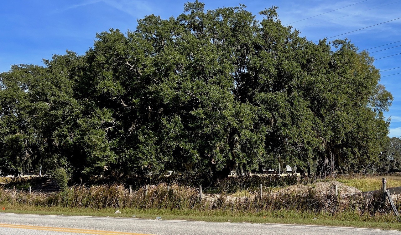 These large trees are at the site of a proposed Walmart at County Road 466 and Cherry Lake Road