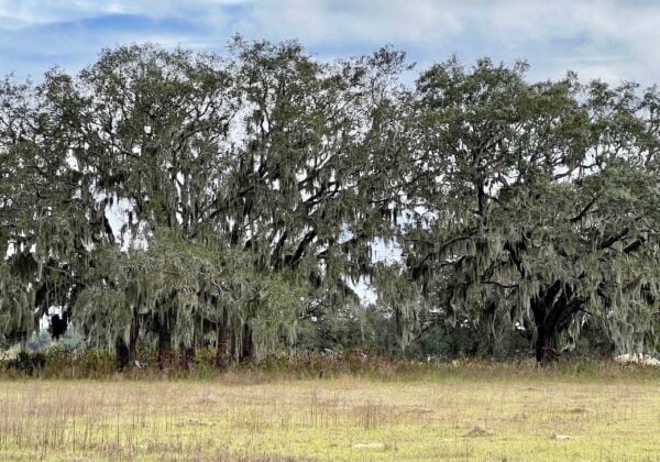 Trees at the Walmart site at County Road 466 and Cherry Lake Road
