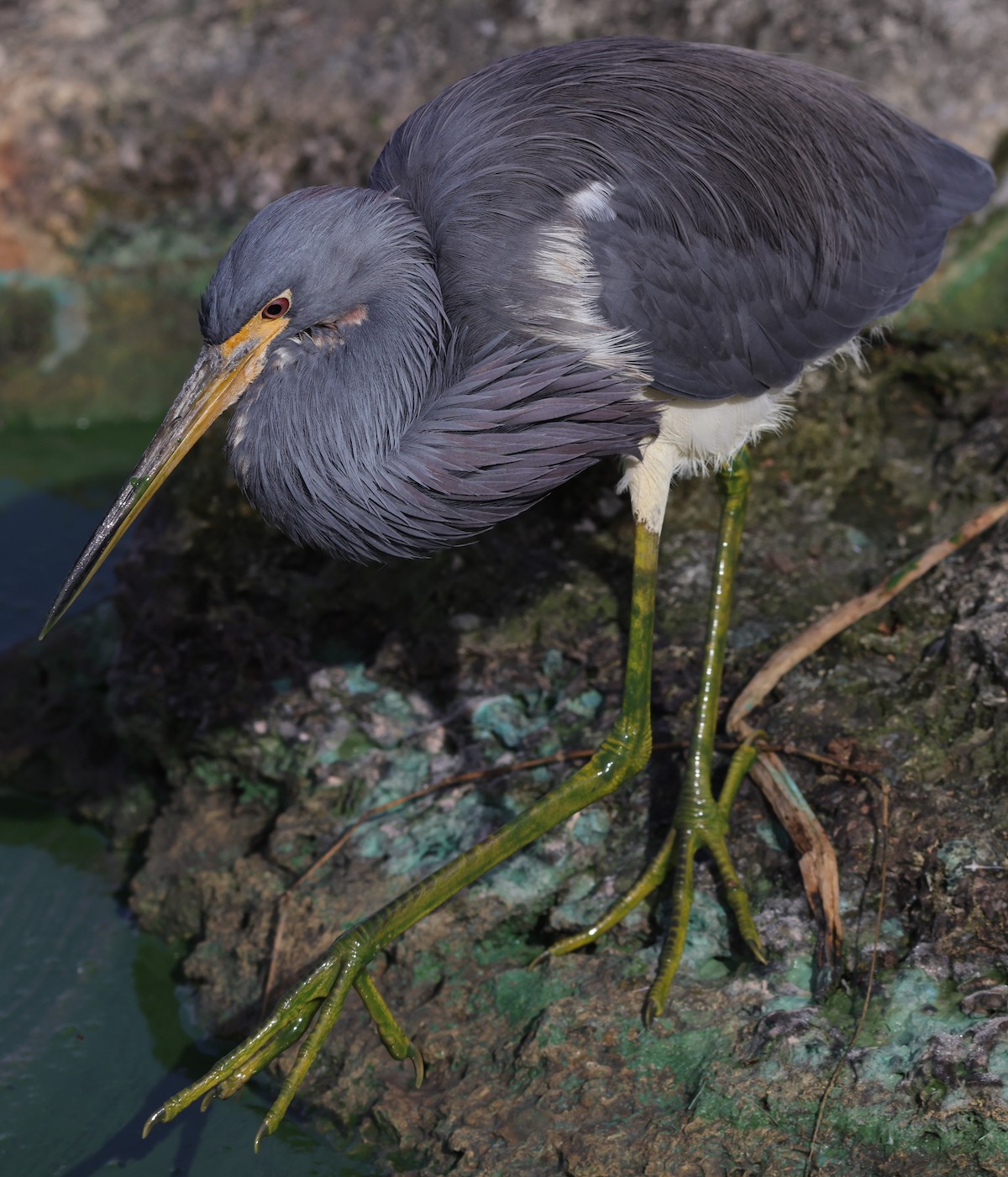 Tricolored heron fishing for breakfast at Hogeye Pathway