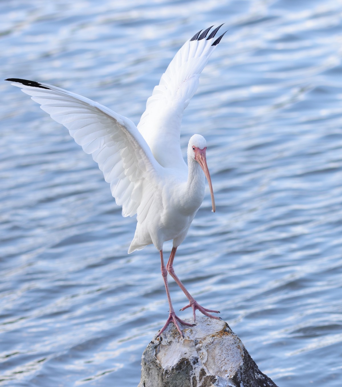 White ibis coming in for landing at Freedom Pointe in The Villages