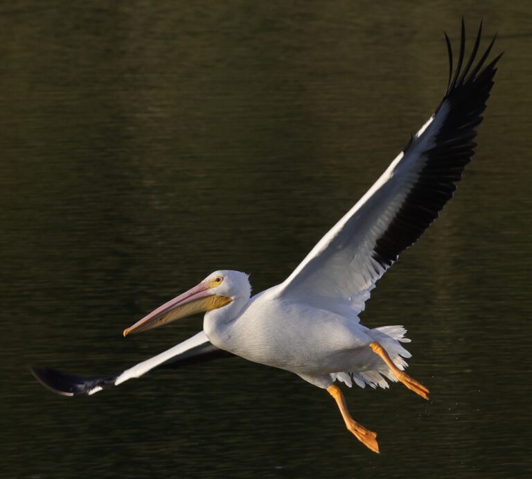 White pelican flying over pond behind Brownwood Hotel