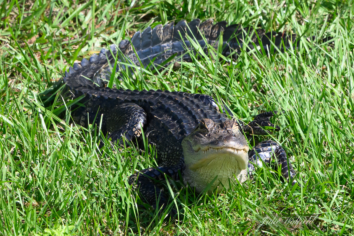 Alligator catching some rays in The Villages