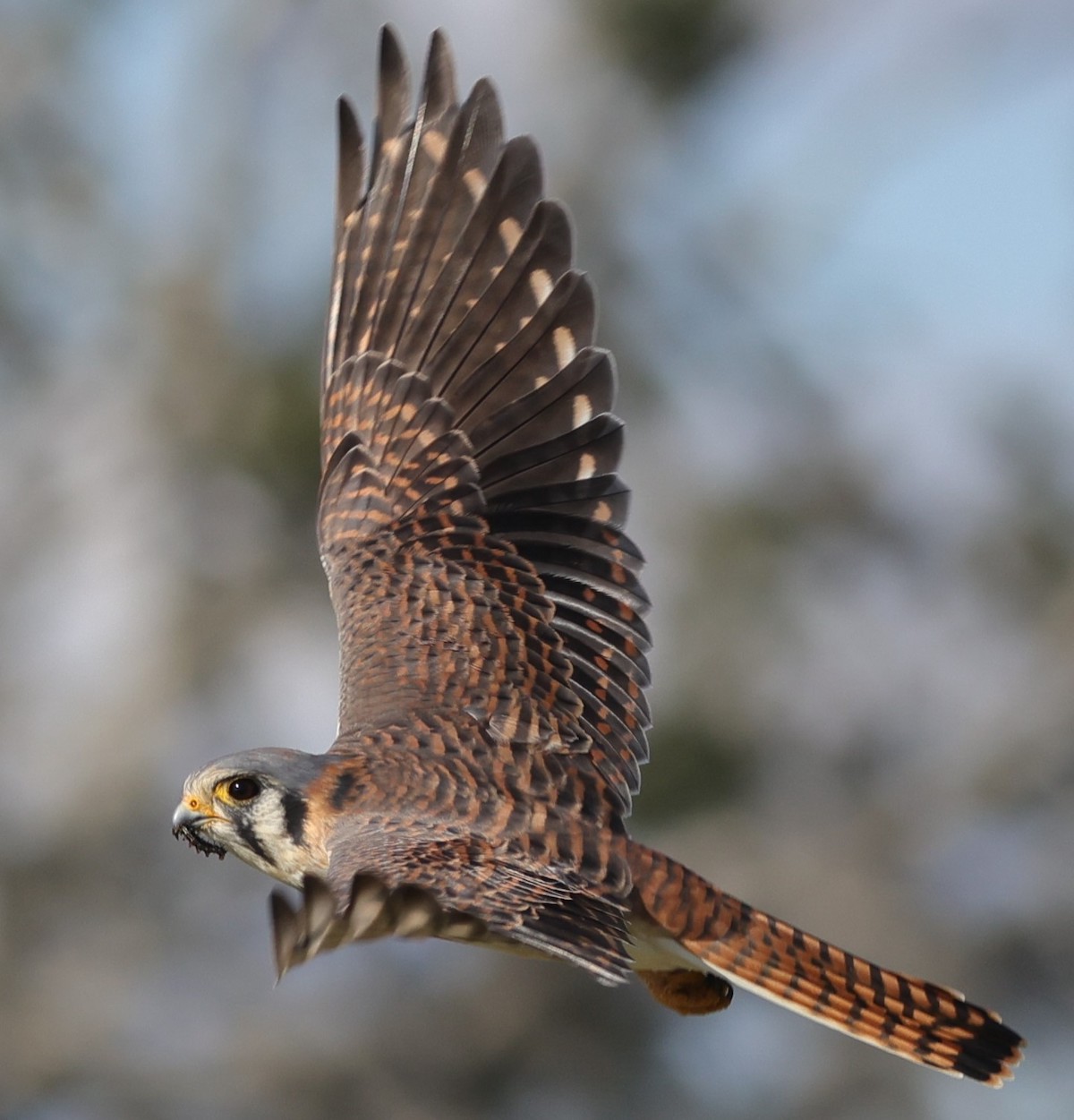 American kestrel snatching caterpillar at Hogeye Pathway