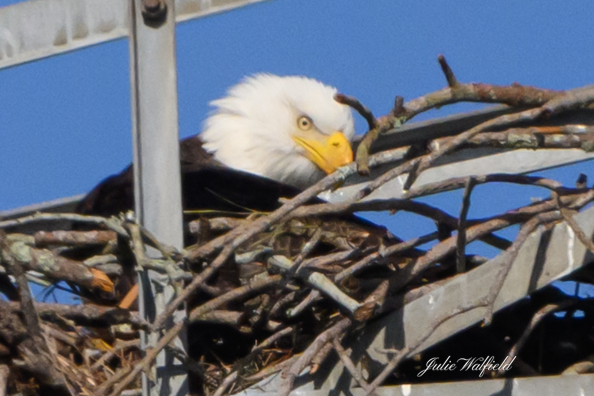 Bald eagle nesting on electrical tower at Briarwood Executive Golf Course