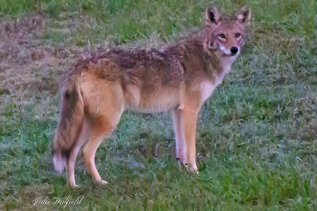 Coyote spotted near Lake Miona