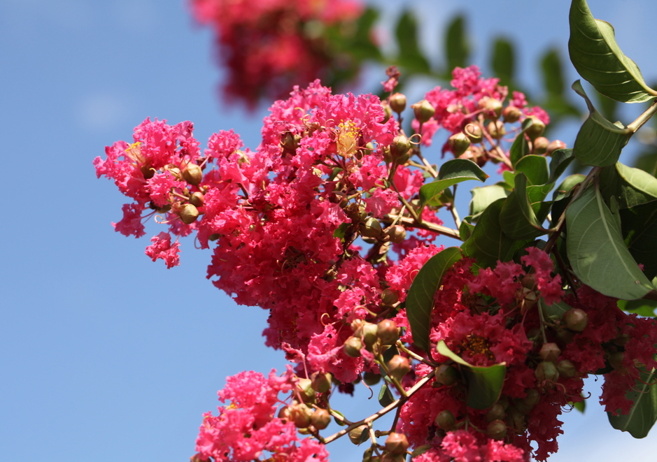 Crepe Myrtle