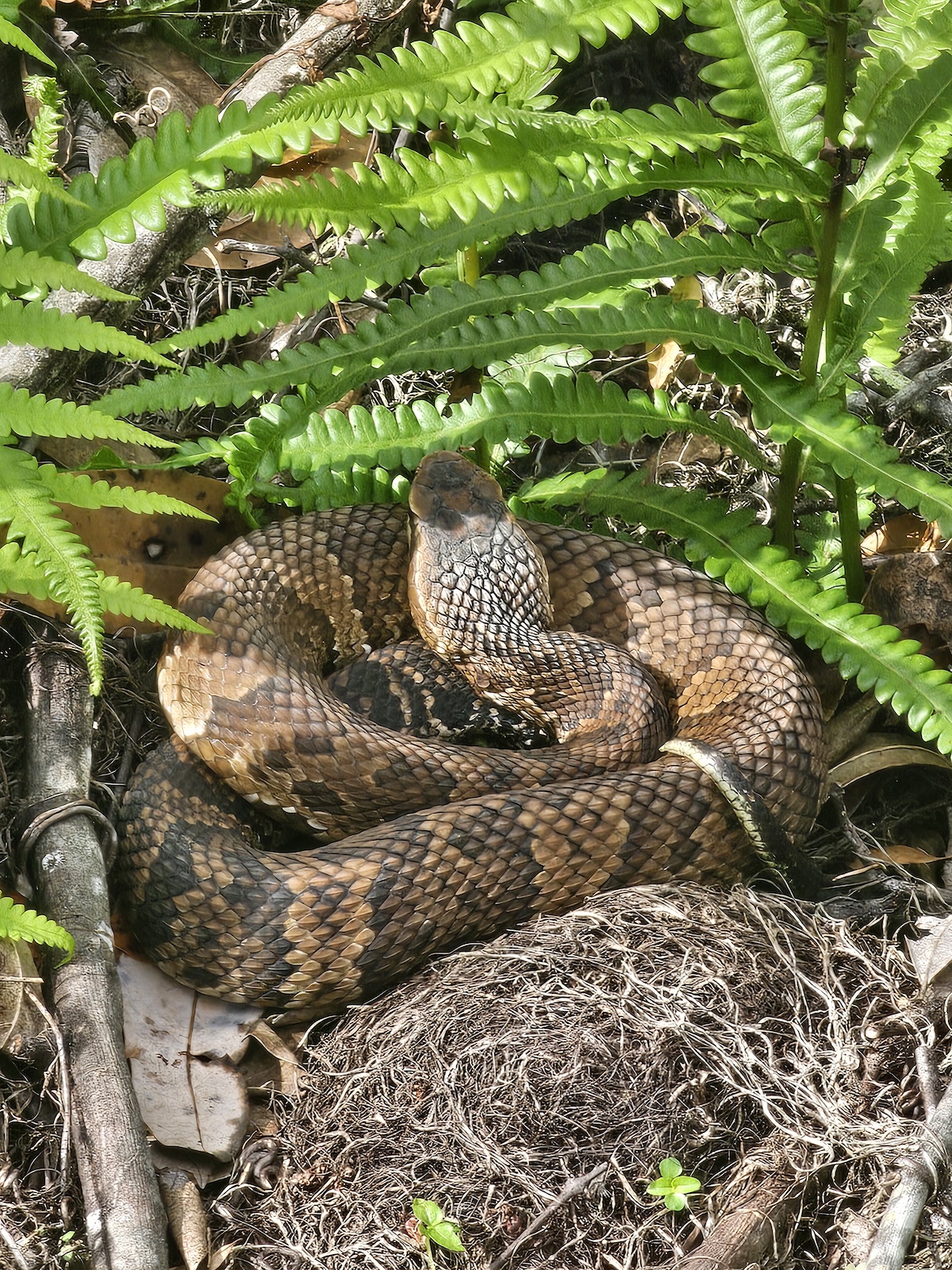 Florida cottonmouth spotted on trail at Homestead Recreation Center