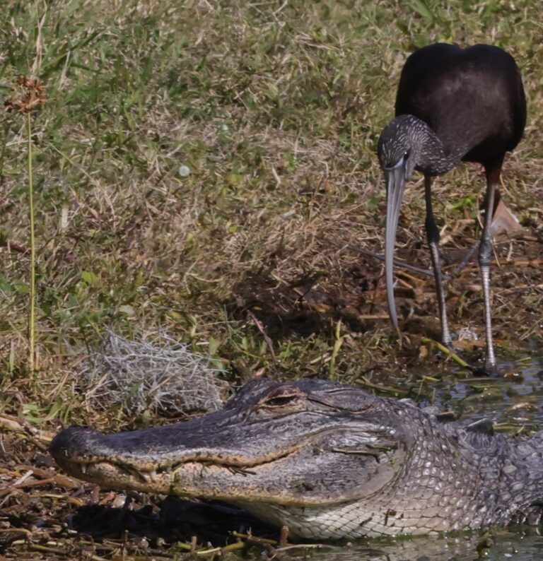 Glossy ibis investigating alligator at Hogeye Pathway