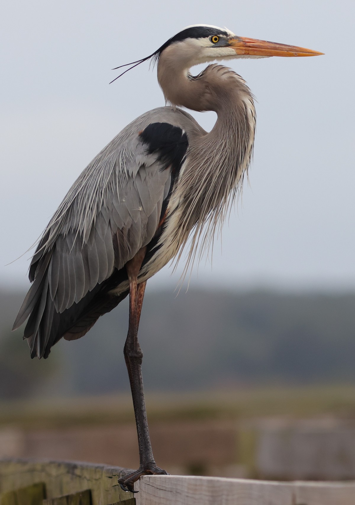 Great blue heron greeting visitors at Sharon Rose Wiechens Preserve