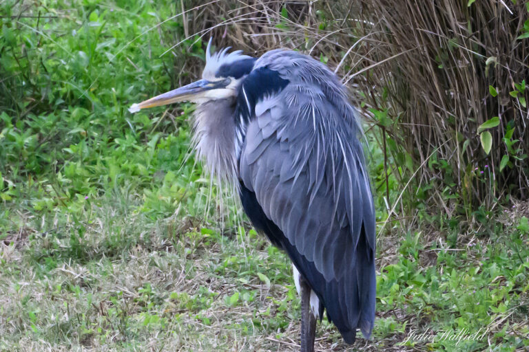Great blue heron taking a nap at Turtle Mound Executive Golf Course