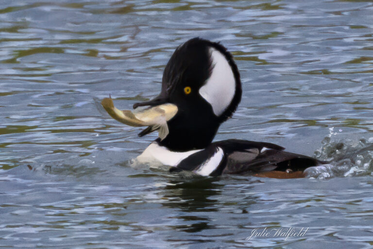 Hooded merganser catching breakfast at Fenney Nature Trail