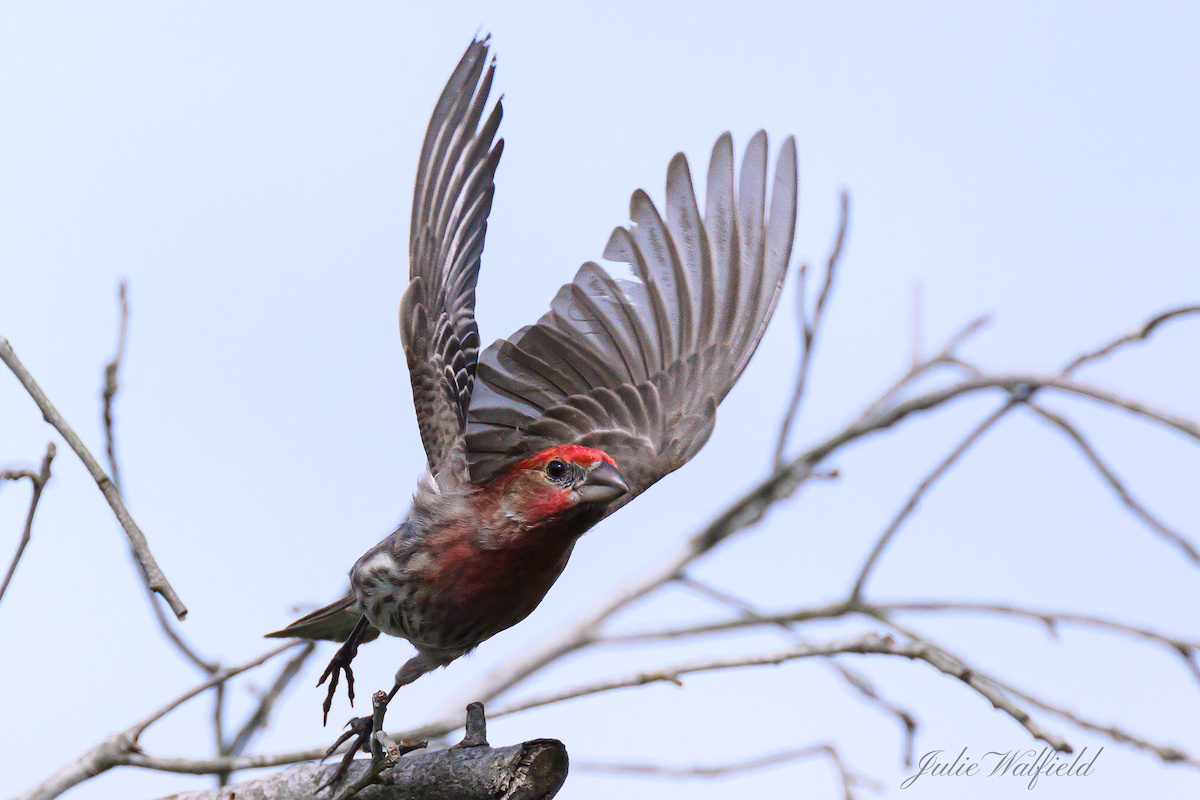 House finch taking flight in the Village of Newell