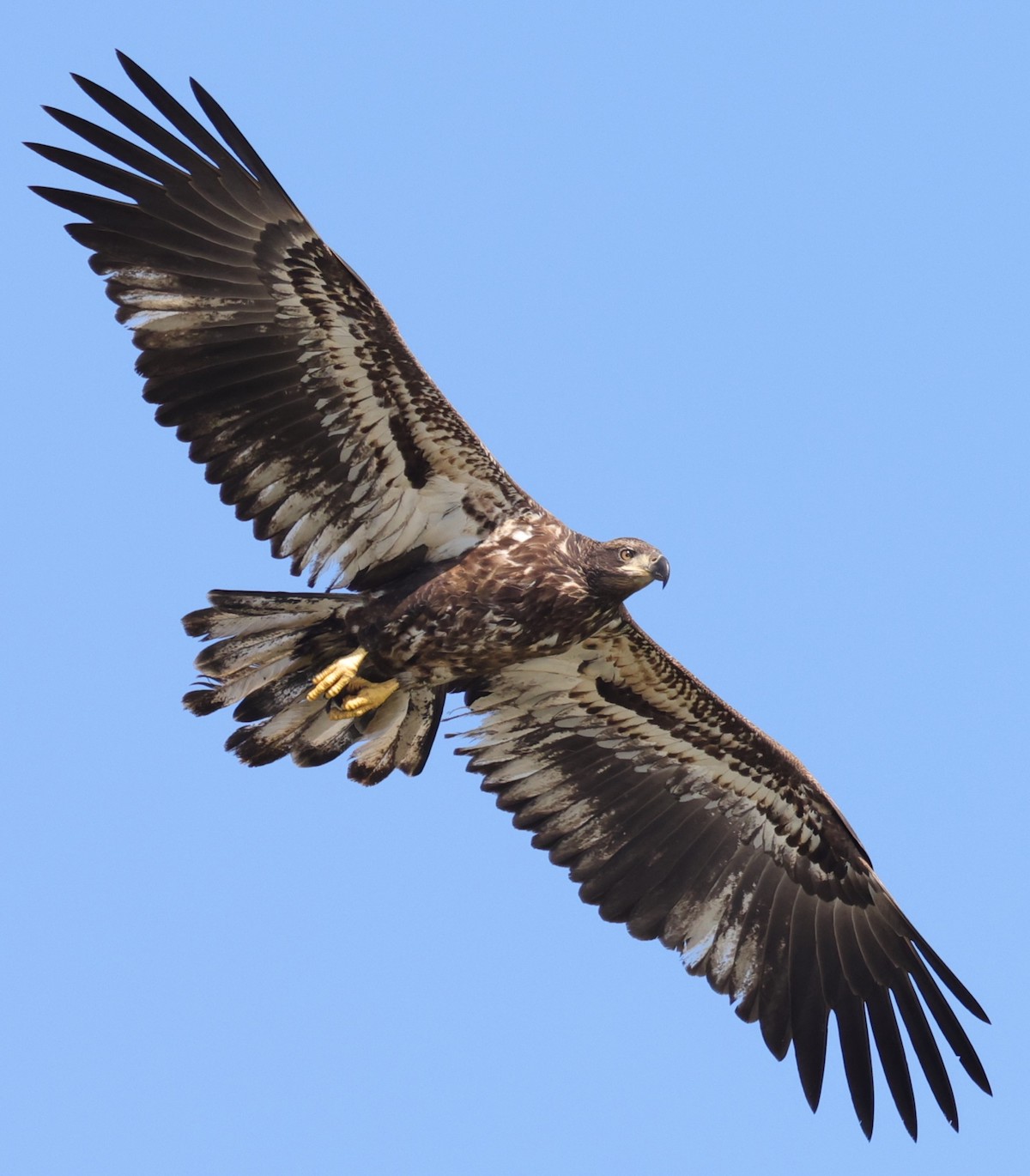 Immature bald eagle flying above Everglades Recreation Complex Immature bald eagle flying above Everglades Recreation Complex