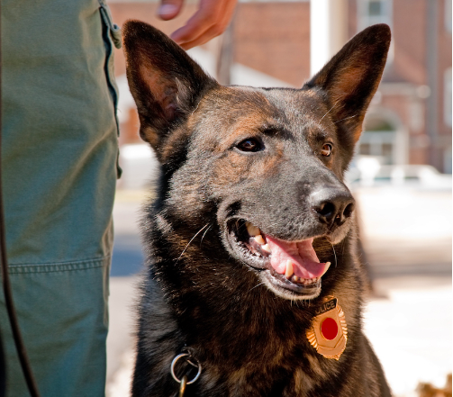 K 9