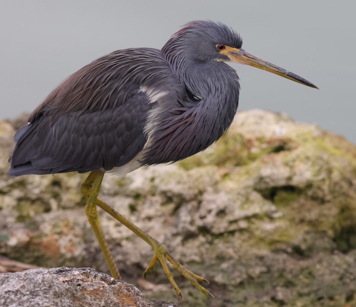 Tricolored heron searching for meal at Hogeye Pathway