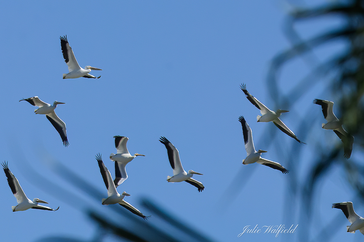 White pelicans landing at Briarwood Executive Golf Course