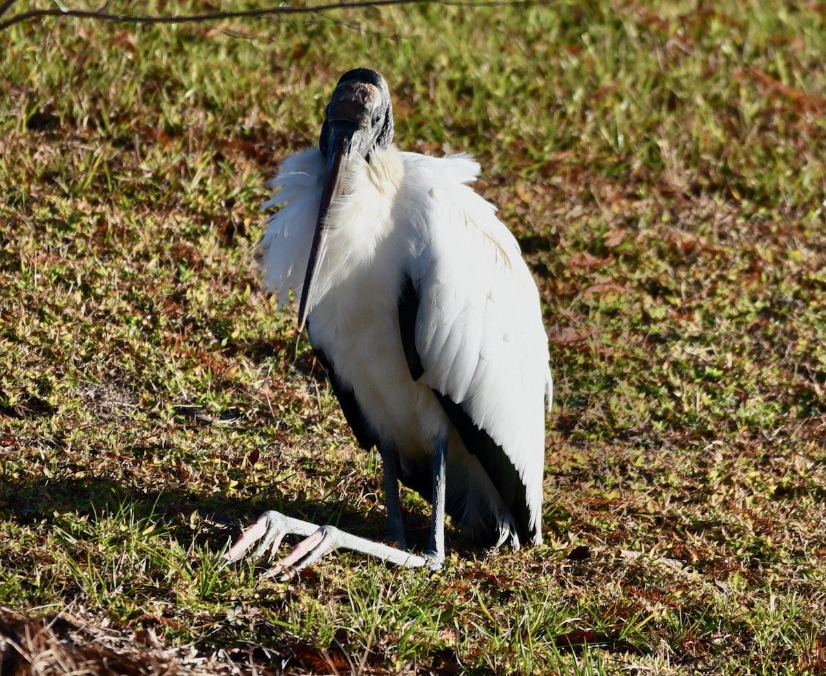 Wood stork relaxing in the Village of Collier