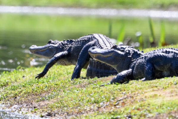 Alligator headed for pond in The Villages